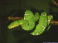 serpent-vert.jpg